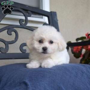 Fluffy (Tiny), Bichon Frise Puppy